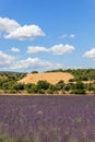 Lavender plantation in Provence and bee hives under blue summer sky with white cumulus clouds floating Royalty Free Stock Photo